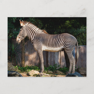 Cartão Postal Cartão-postal Zebra de Grevy
