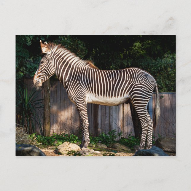 Cartão Postal Cartão-postal Zebra de Grevy (Frente)