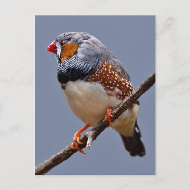 Cartão Postal Cartão-postal Zebra Finch (Frente)