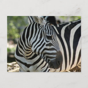 Cartão Postal Cartão-postal Zebra Pose
