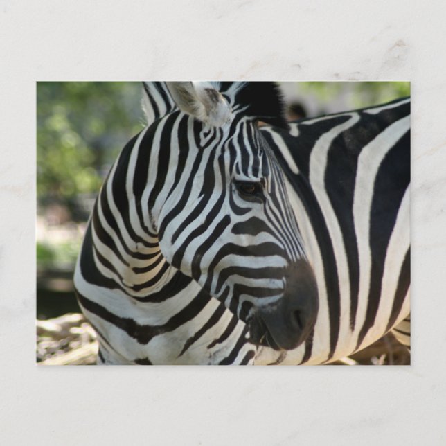 Cartão Postal Cartão-postal Zebra Pose (Frente)