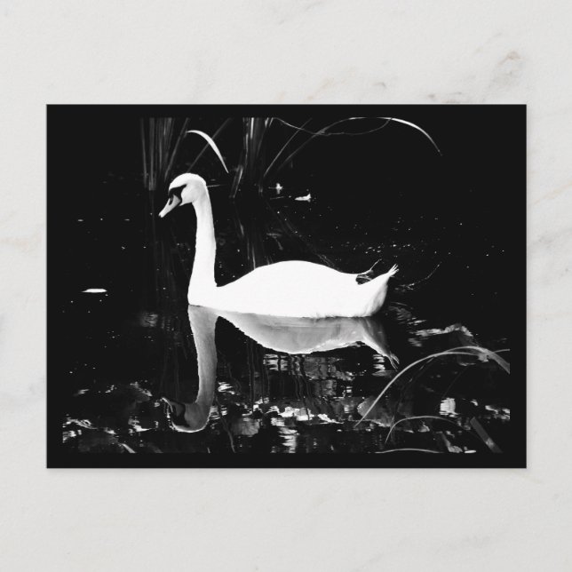 Cartão Postal Cartaz-Animais-23 (Frente)