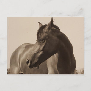 Cartão Postal Cartaz árabe sobre cavalos