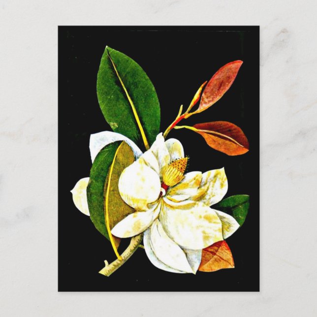 Cartão Postal Cartaz-Arte Botânica-Mary Delany 1 (Frente)