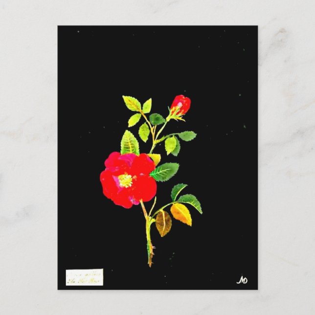 Cartão Postal Cartaz-Arte Botânica, Mary Delany 16 (Frente)