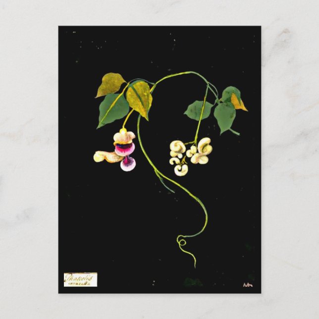 Cartão Postal Cartaz-Arte Botânica-Mary Delany 5 (Frente)