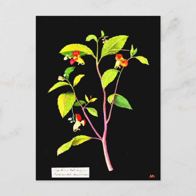 Cartão Postal Cartaz-Arte Botânica-Mary Delany 7 (Frente)