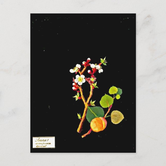 Cartão Postal Cartaz-Arte Botânica-Mary Delany 9 (Frente)