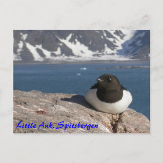 Cartão Postal Cartaz Auk Spitsbergen