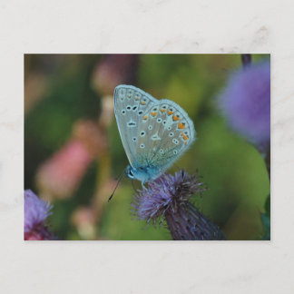 Cartão Postal Cartaz azul-borboleta