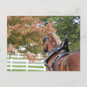 Cartão Postal Cartaz belga sobre cavalos em Harness