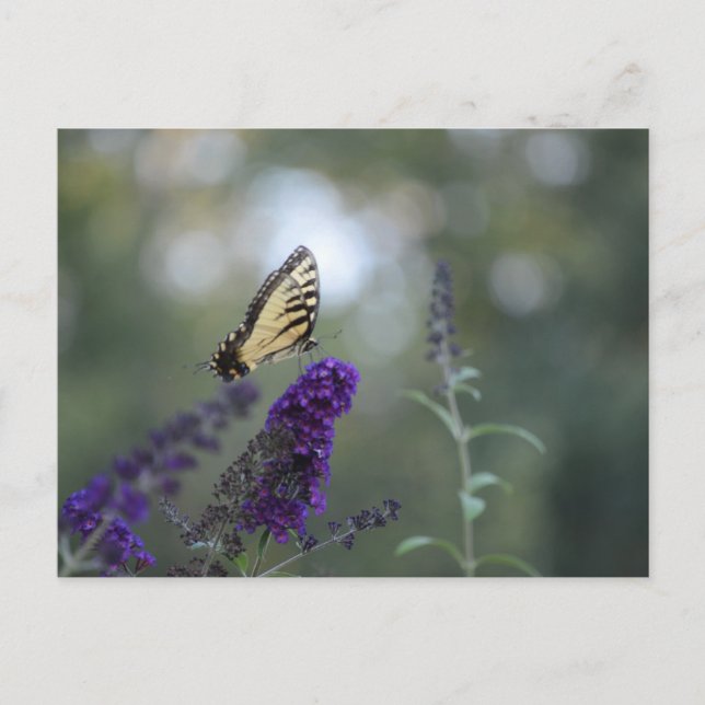 Cartão Postal Cartaz-borboleta Buddleia com Bokeh BeauBonita (Frente)