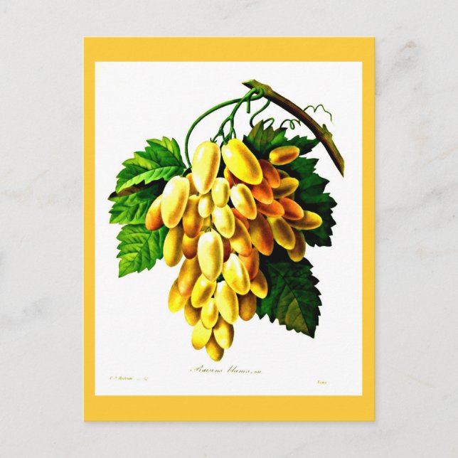 Cartão Postal Cartaz-Botânico-Pierre Joseph Redoute 3 (Frente)