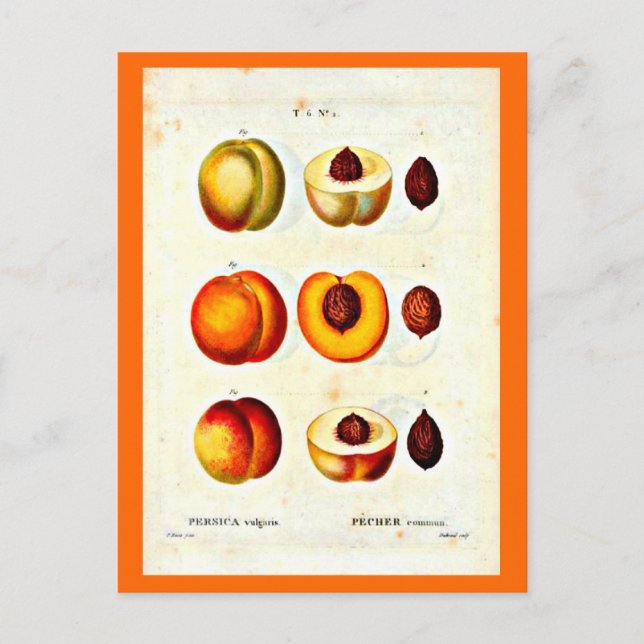 Cartão Postal Cartaz-Botânicos-Pierre Joseph Redoute 17 (Frente)