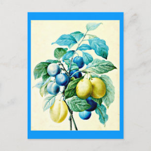 Cartão Postal Cartaz-Botânicos-Pierre Joseph Redoute 21