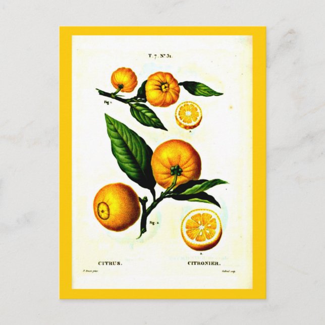 Cartão Postal Cartaz-Botânicos-Pierre Joseph Redoute 23 (Frente)