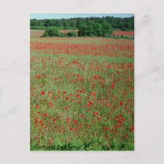Cartão Postal Cartaz - Campos Poppie da Suecia de Gotland
