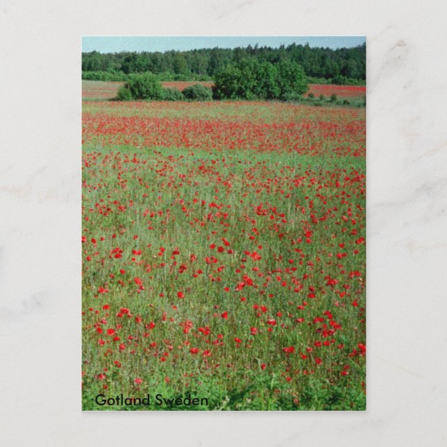 Cartão Postal Cartaz - Campos Poppie da Suecia de Gotland (Frente)