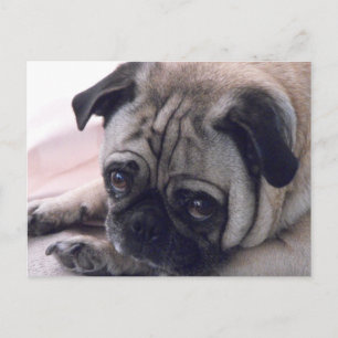 Cartão Postal Cartaz-cão-boi