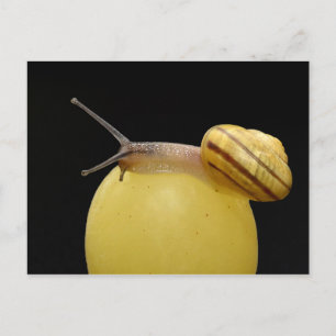 Cartão Postal Cartaz-caracol