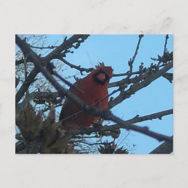 Cartão Postal Cartaz cardeal (Frente)