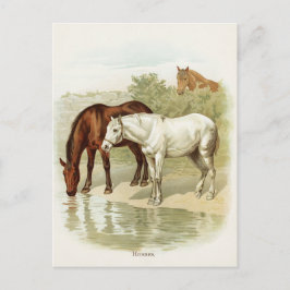 Cartão Postal Cartaz-cartão-postal Vintage animal