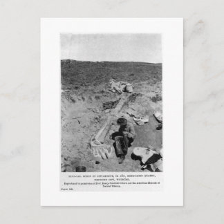 Cartão Postal Cartaz cartaz do diplodocumental dinossauro