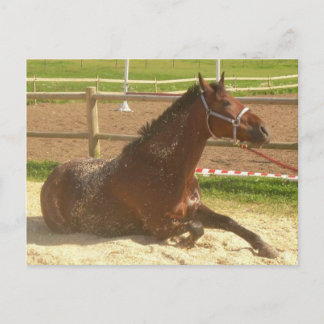 Cartão Postal Cartaz-cavalo - cartaz-assento