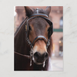 Cartão Postal Cartaz-cavalo em ponte