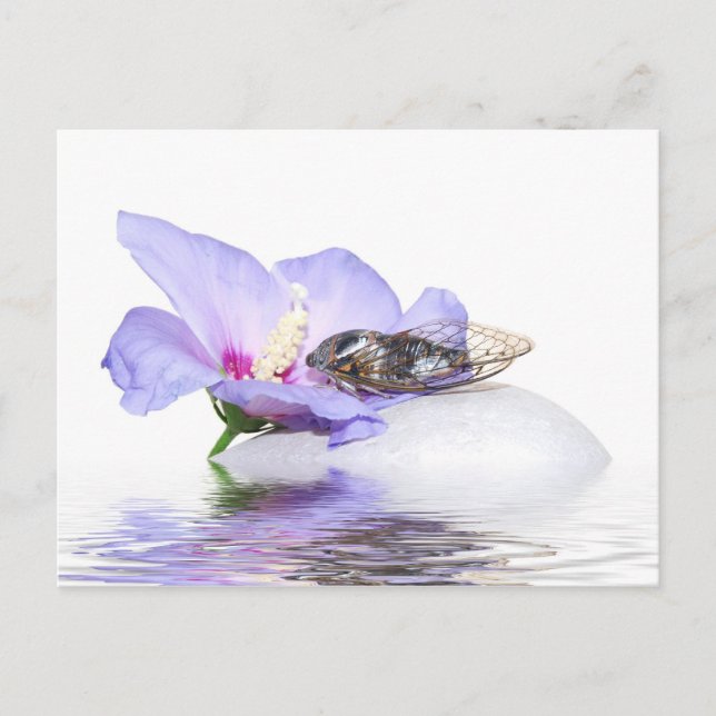 Cartão Postal Cartaz - Cicada na Provença (Frente)