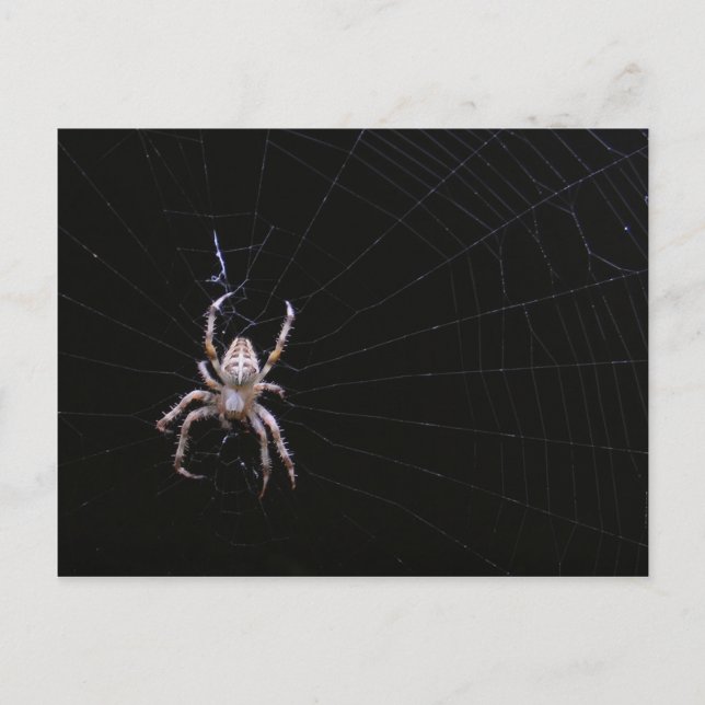 Cartão Postal Cartaz com aranha - cruz (Frente)
