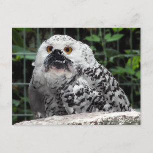 Cartão Postal Cartaz com marcador