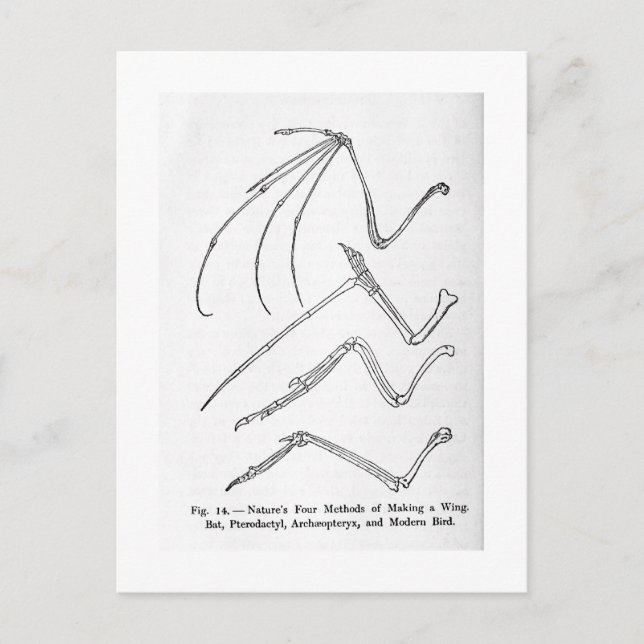 Cartão Postal Cartaz da arte das Quatro Asas da Natureza (Frente)