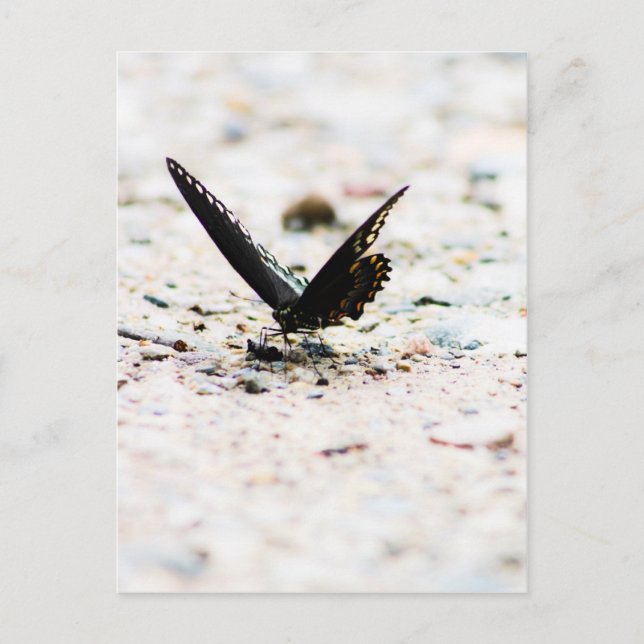 Cartão Postal Cartaz da borboleta picebush (Frente)