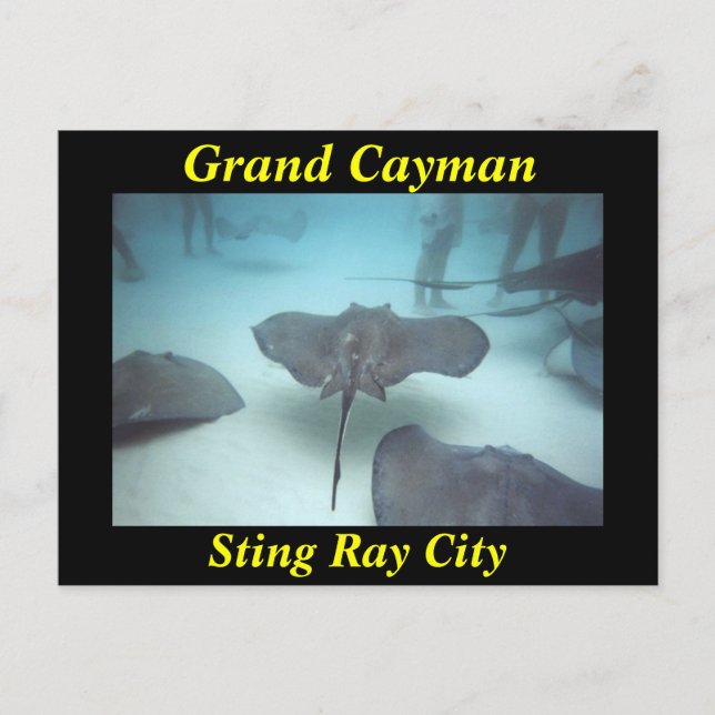 Cartão Postal Cartaz da cidade de raia-ferrosa Grand Cayman (Frente)