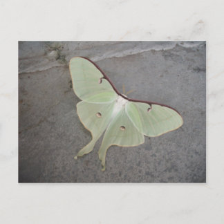 Cartão Postal Cartaz da cinza da mariposa Luna