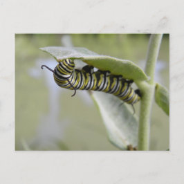 Cartão Postal Cartaz da lagarta-da-borboleta-cauda-andorinha-ama