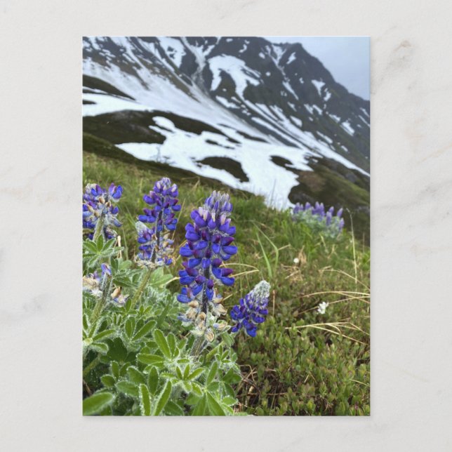 Cartão Postal Cartaz da Montanha de Flores Selvagens do Alaska G (Frente)