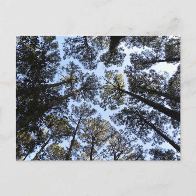 Cartão Postal Cartaz da perspectiva das árvores (Frente)