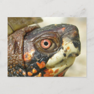 Cartão Postal Cartaz da Tartaruga da Caixa.