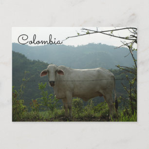 Cartão Postal Cartaz da vaca engraçada da Colômbia
