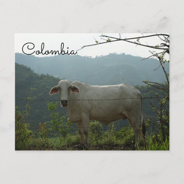 Cartão Postal Cartaz da vaca engraçada da Colômbia (Frente)