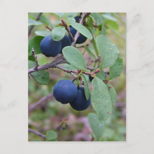 Cartão Postal Cartaz das Berries selvagens, personalizar