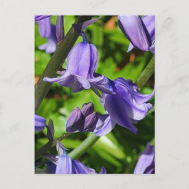 Cartão Postal Cartaz das Flores Bluebell das Terras Selvagens