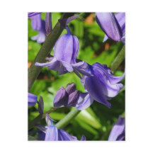 Cartaz das Flores Bluebell das Terras Selvagens