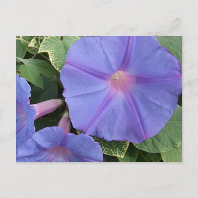 Cartão Postal Cartaz das Flores Gloriosas da Manhã (Frente)