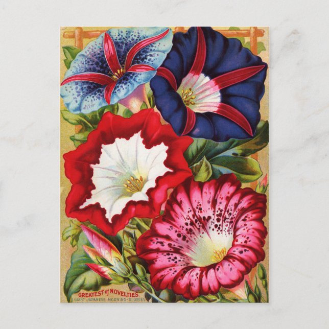 Cartão Postal Cartaz das Glórias da Manhã (Frente)