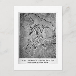 Cartão Postal Cartaz de arte Archaeopteryx