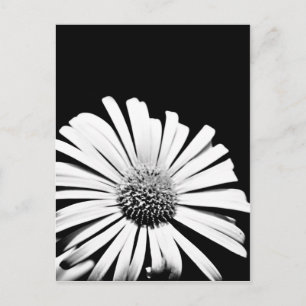 Cartão Postal Cartaz de arte da flor dorônica (preto e branco)