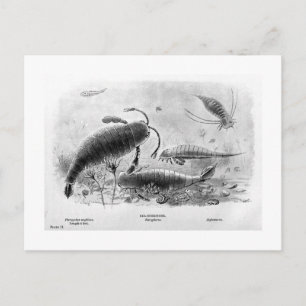 Cartão Postal Cartaz de arte dos escorpiões-do-mar